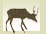 deer icon